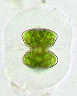 Staurastrum groenbladii